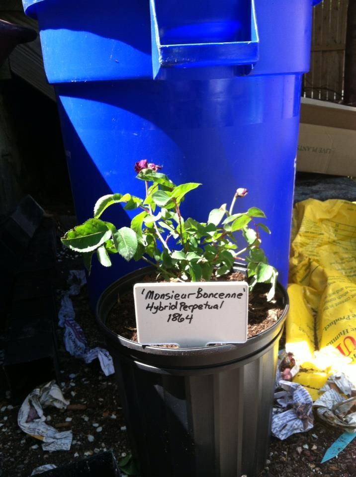  photo MonsieurBoncenneApril26_zps29a8dbda.jpg